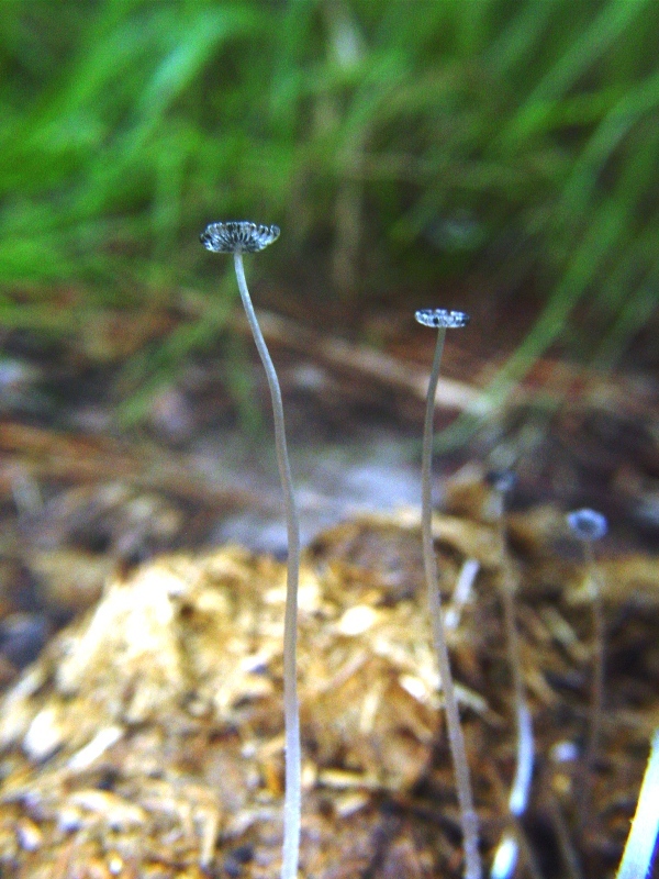 Coprinus cfr fimetarius